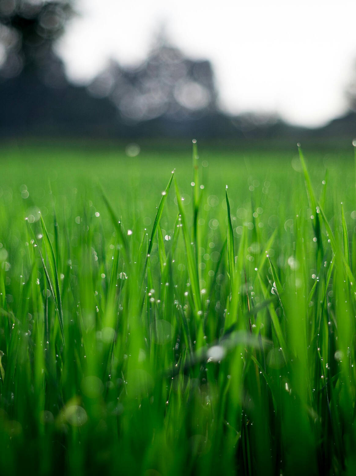 Griffith Article | CEO Magazine