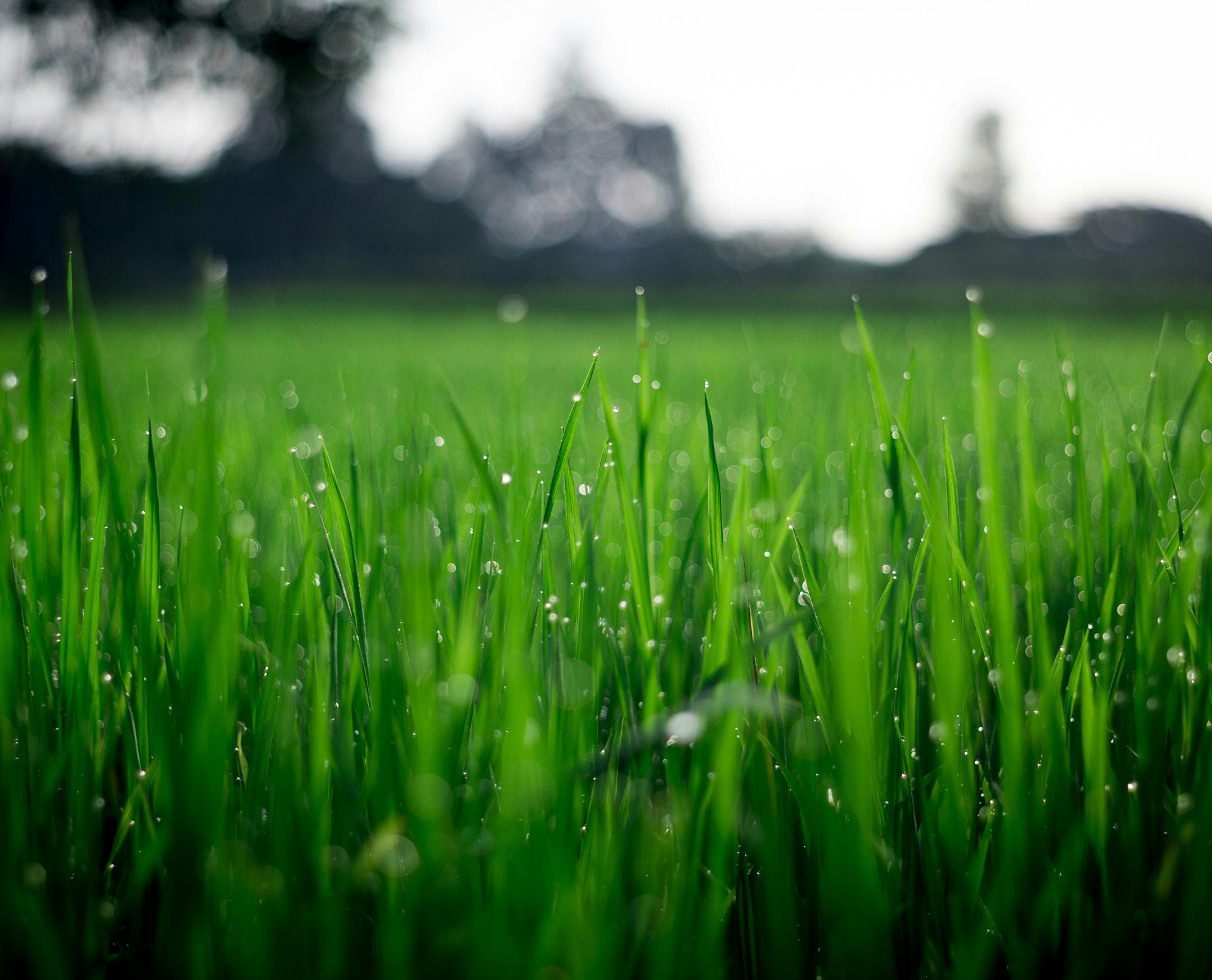 Griffith Article | CEO Magazine